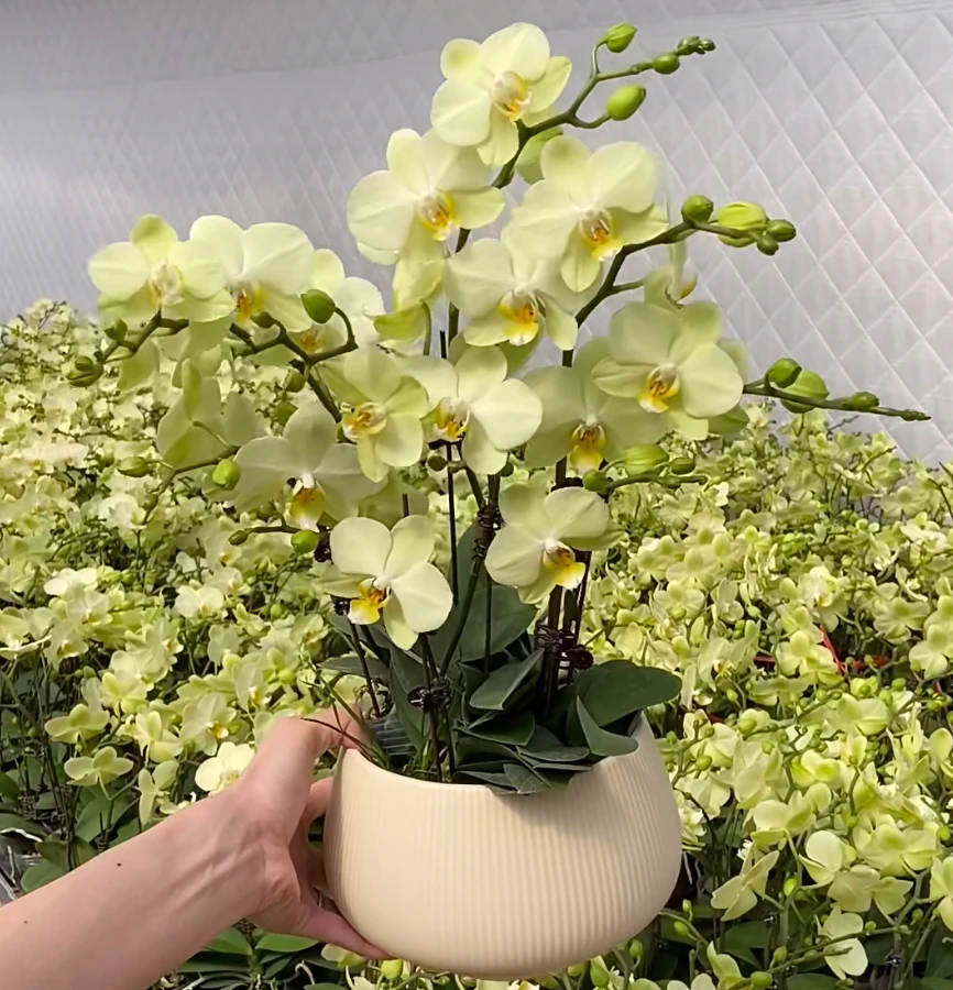 （卡莉）清新薄荷绿蝴蝶兰带花苞室内绿植花卉