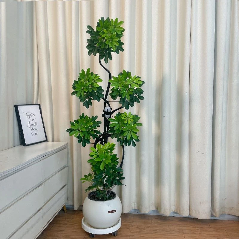 鸭脚木x盆栽老桩造型客厅大型落地绿植室内除甲醛净化空气好养