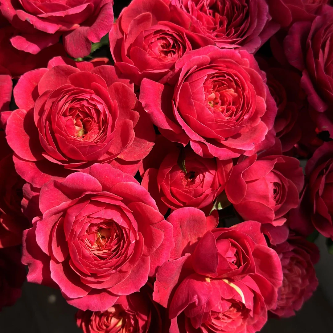 花知述园艺嫣红果汁常年花开四季玫瑰月季花树苗开花植物庭院阳台