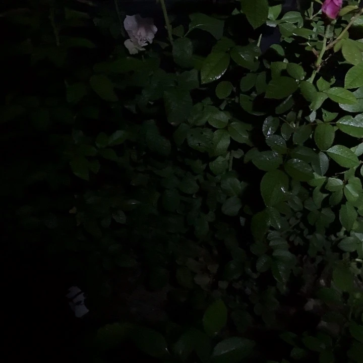 无花朵糖果地平线小苗