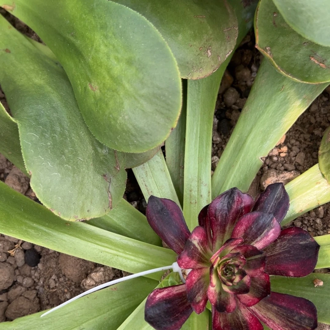 平***@274伯爵多肉多肉多肉多肉