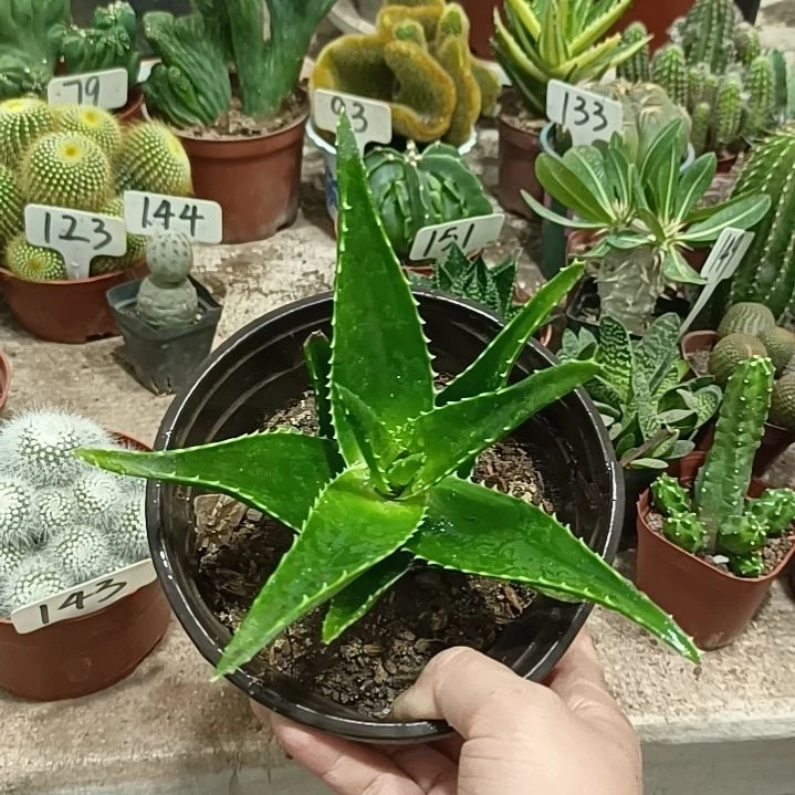 无花朵好望角芦荟     15元
