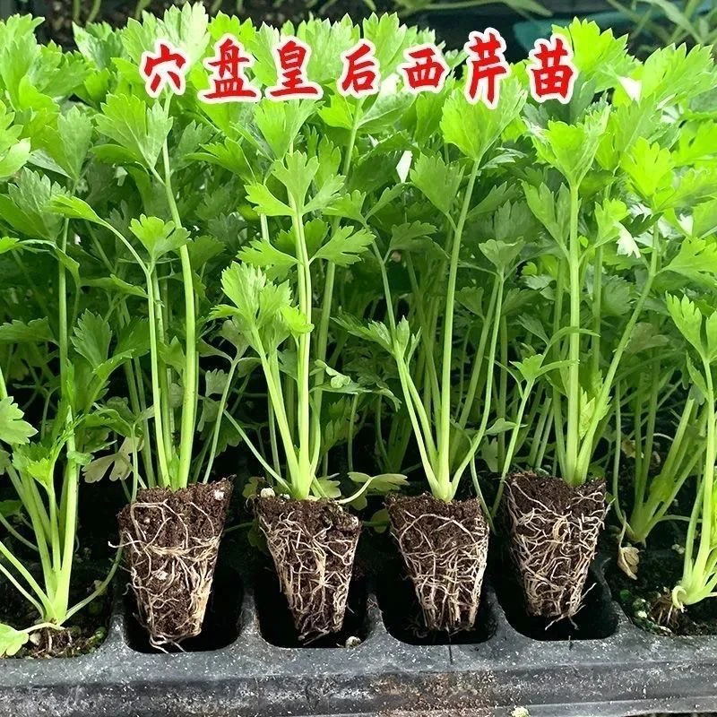 皇后芹菜苗西芹香芹根芹高产春秋盆栽阳台基地直发四季