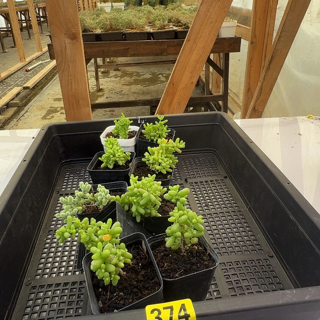 枝干番杏多肉植物374