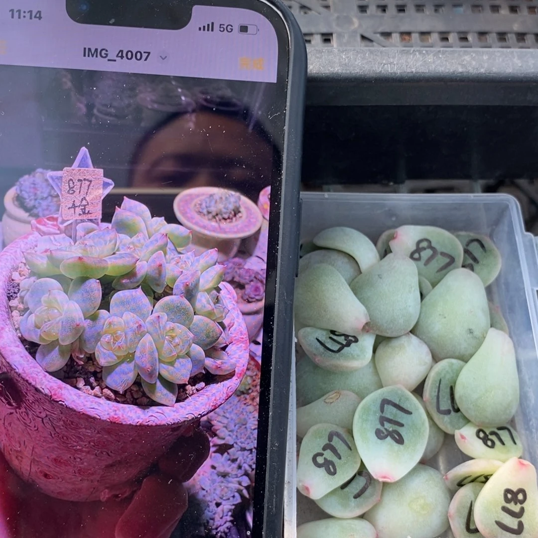 纯叶片甜心877一片