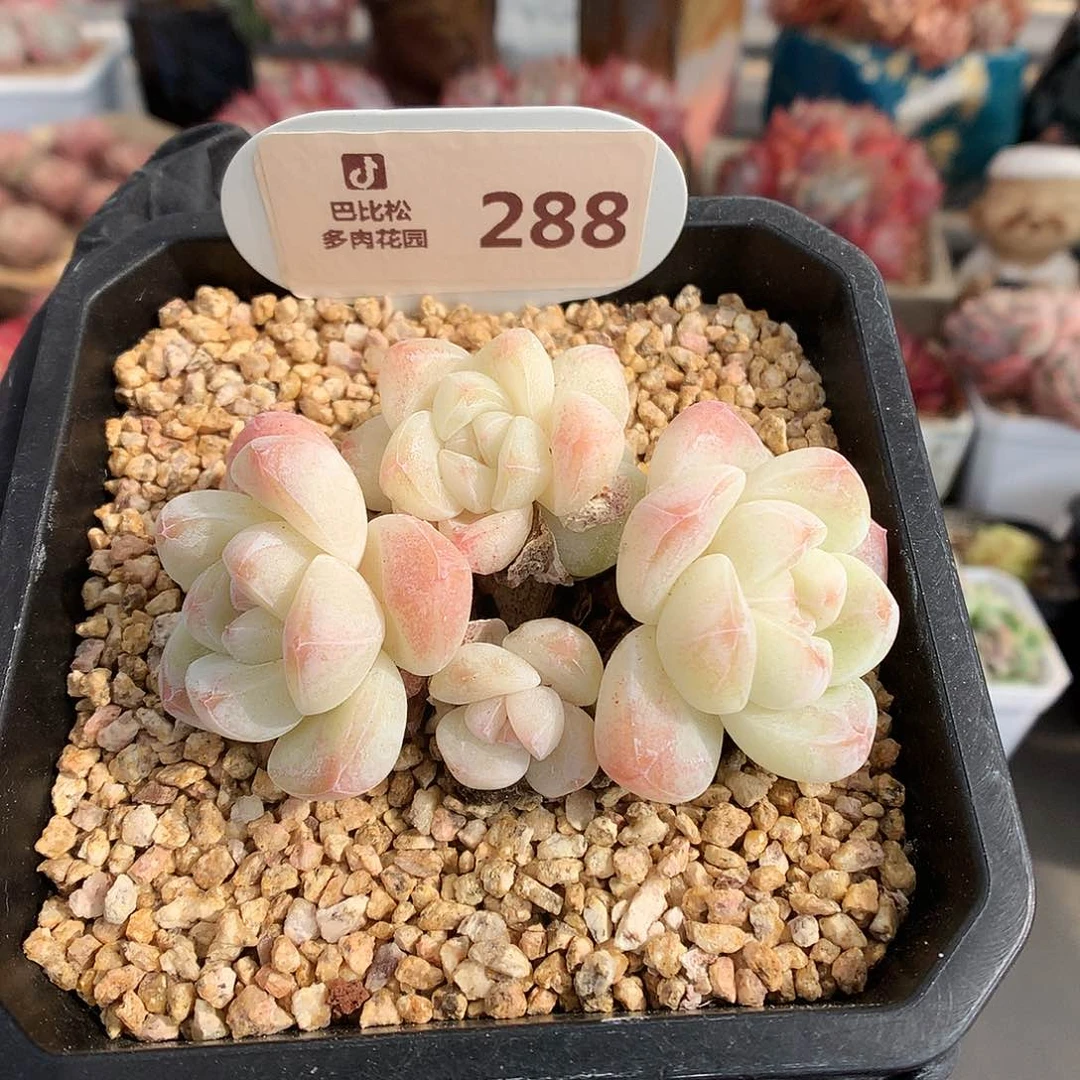 288 白底冰玉群福利拍