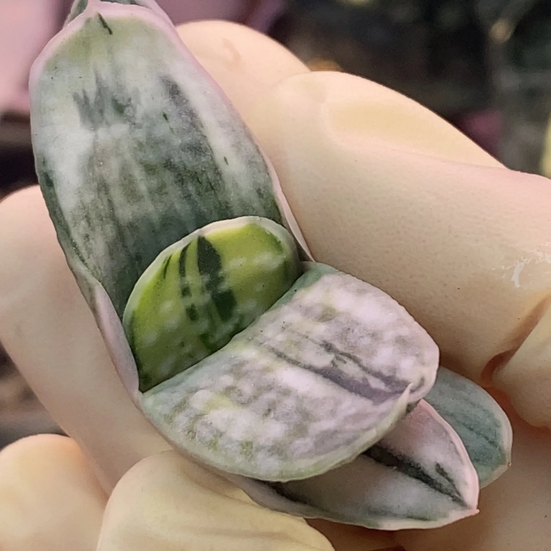 不带盆脱土裸根发货