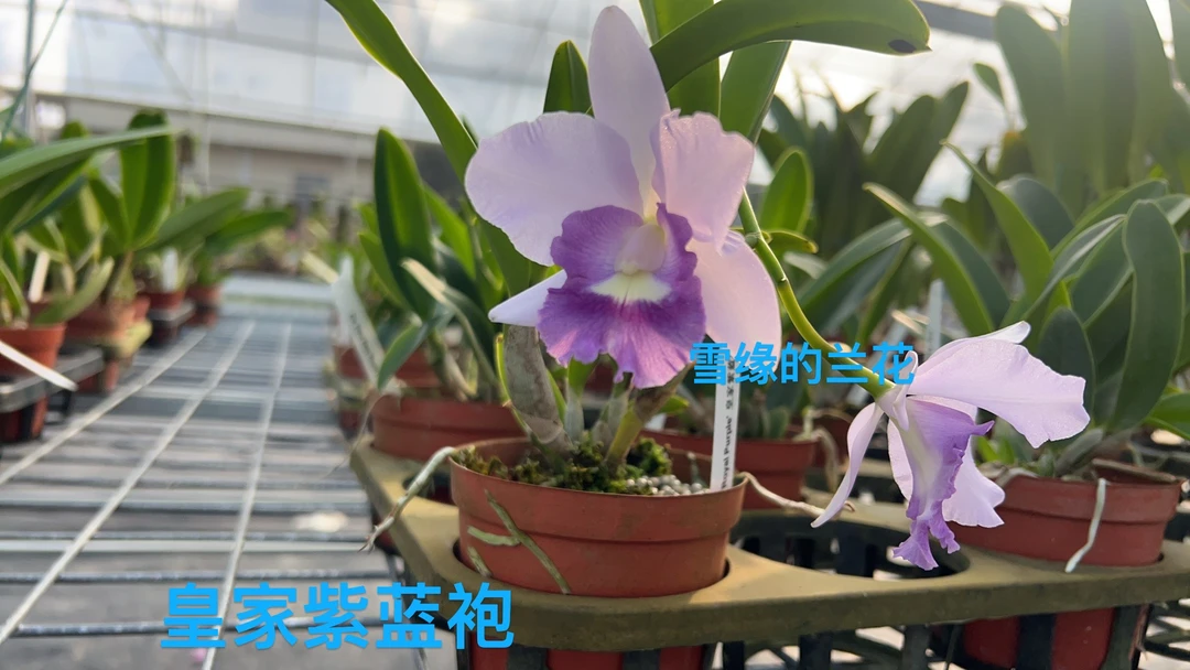 中花多花卡特兰皇家紫蓝袍