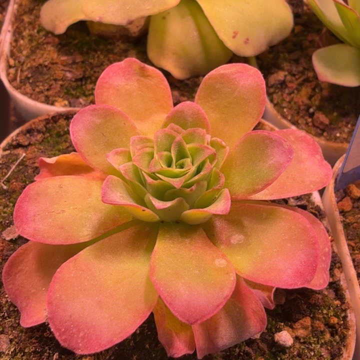 小***妮三碗329  不知名好东西