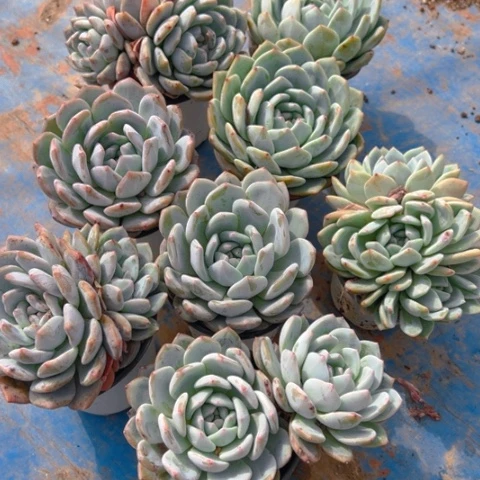 阳台精品多肉陈梦露八个