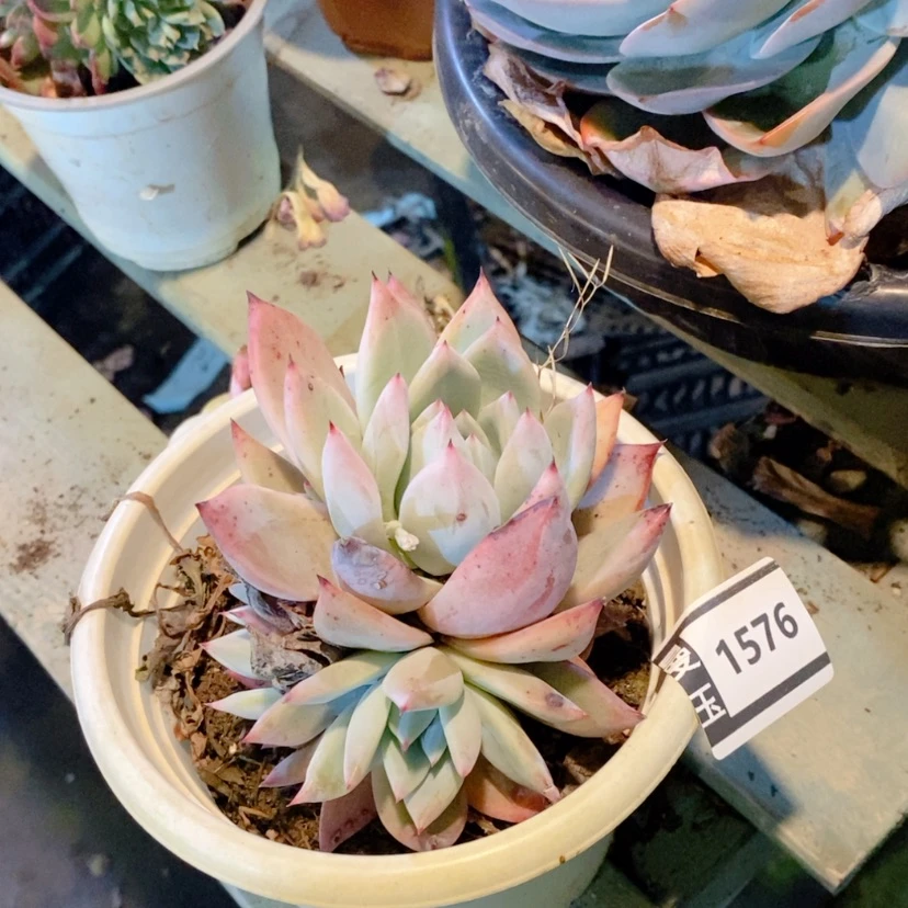 【闪购商品】卡1576