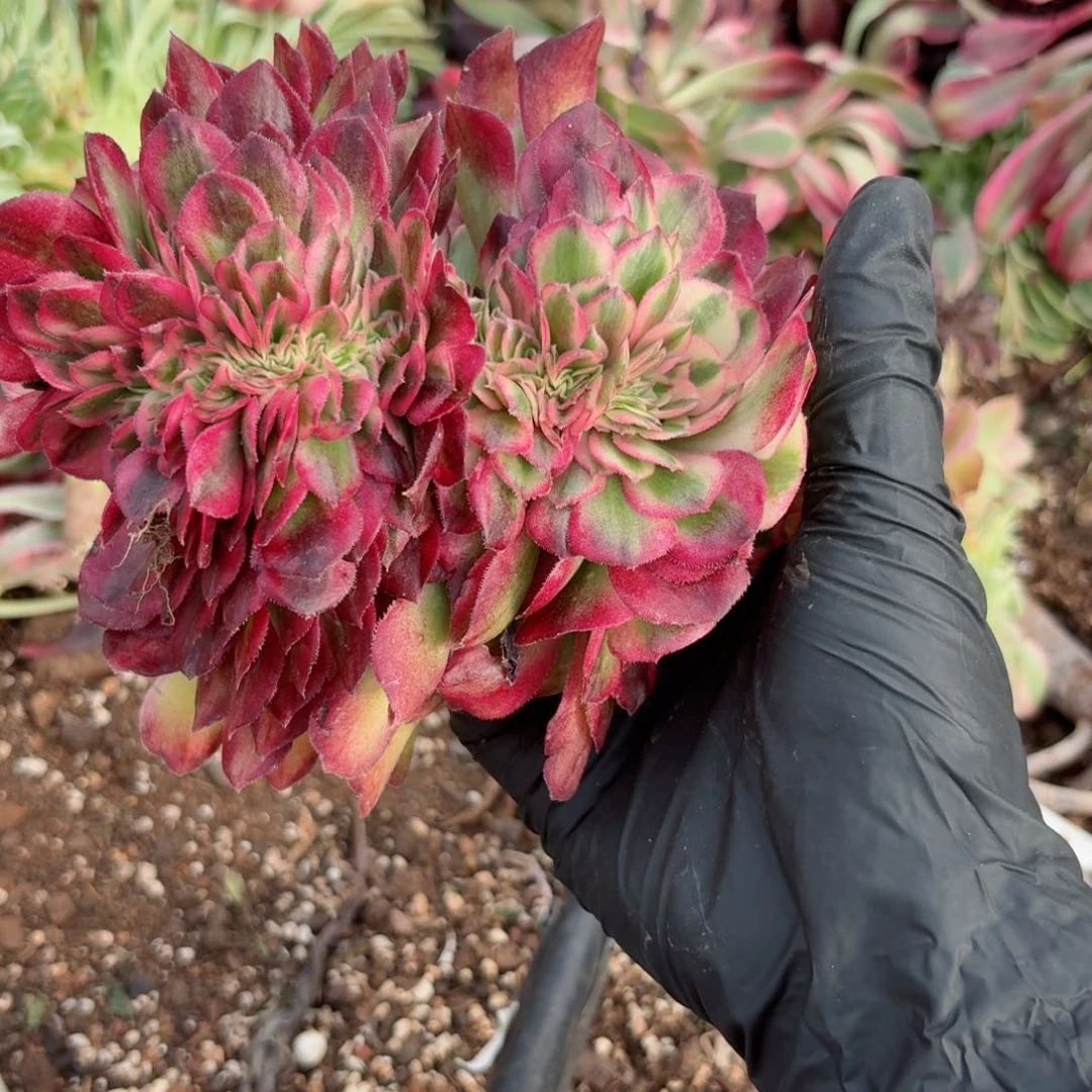 你8927 号多肉法师特价没有根