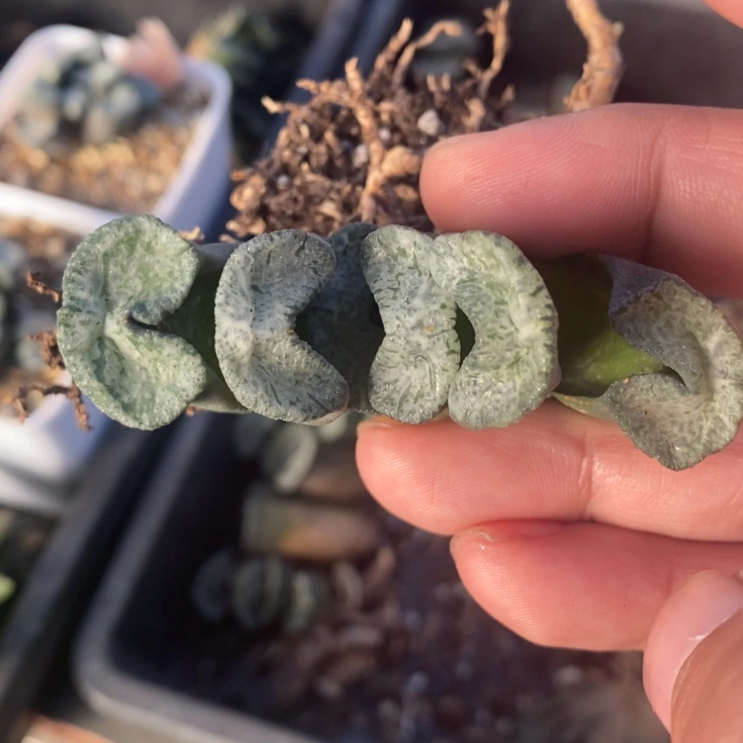 一颗实生牛逼玉扇