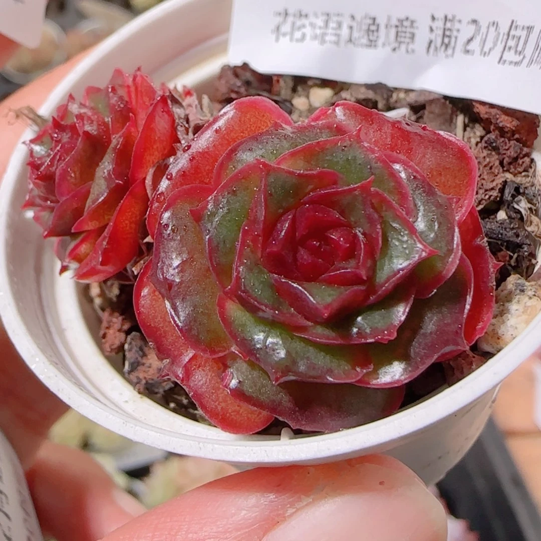 花语多肉1202-18妖娆