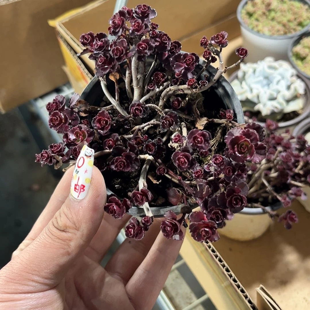 罗*25286一物一拍单头发货