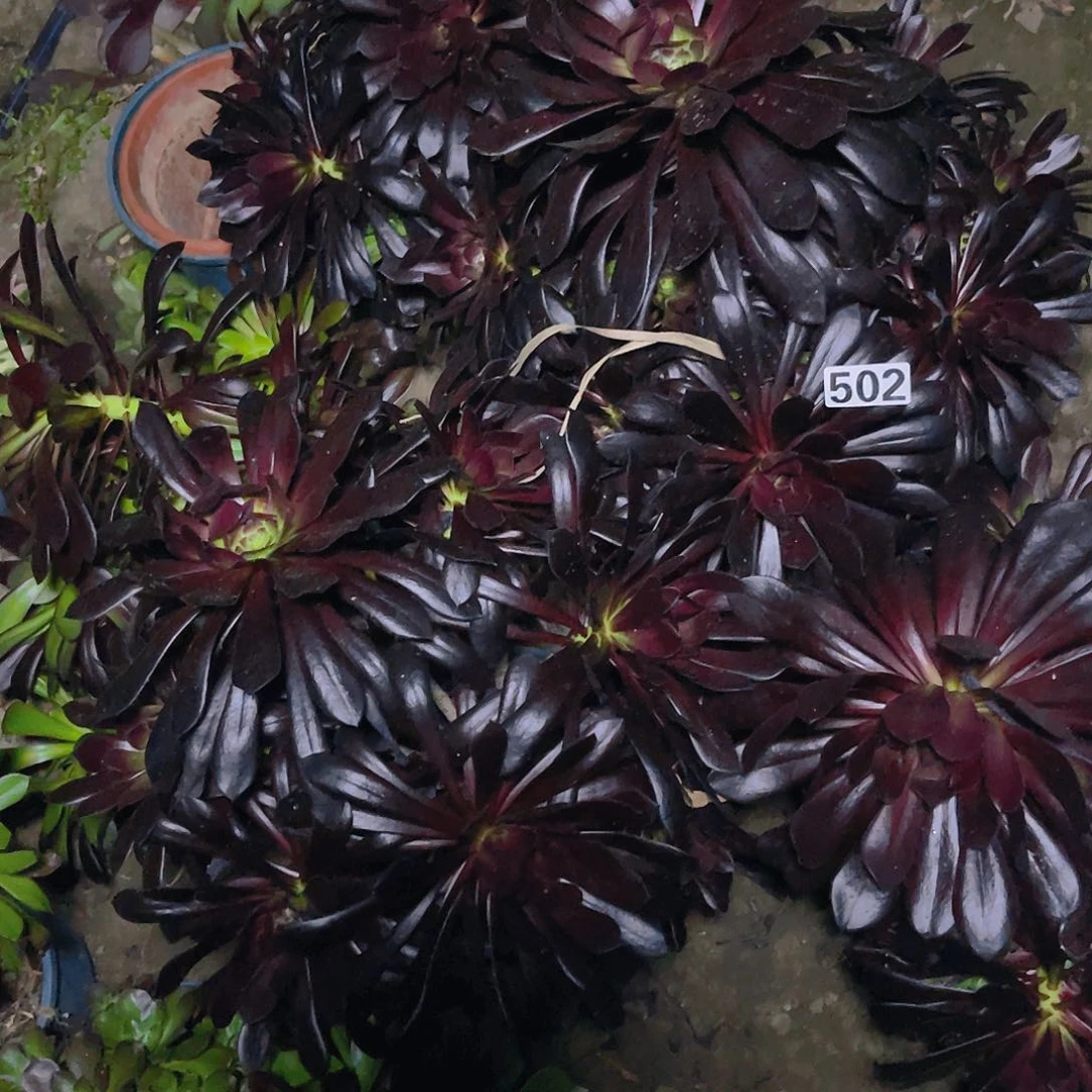 两盆法师13–18包邮法师