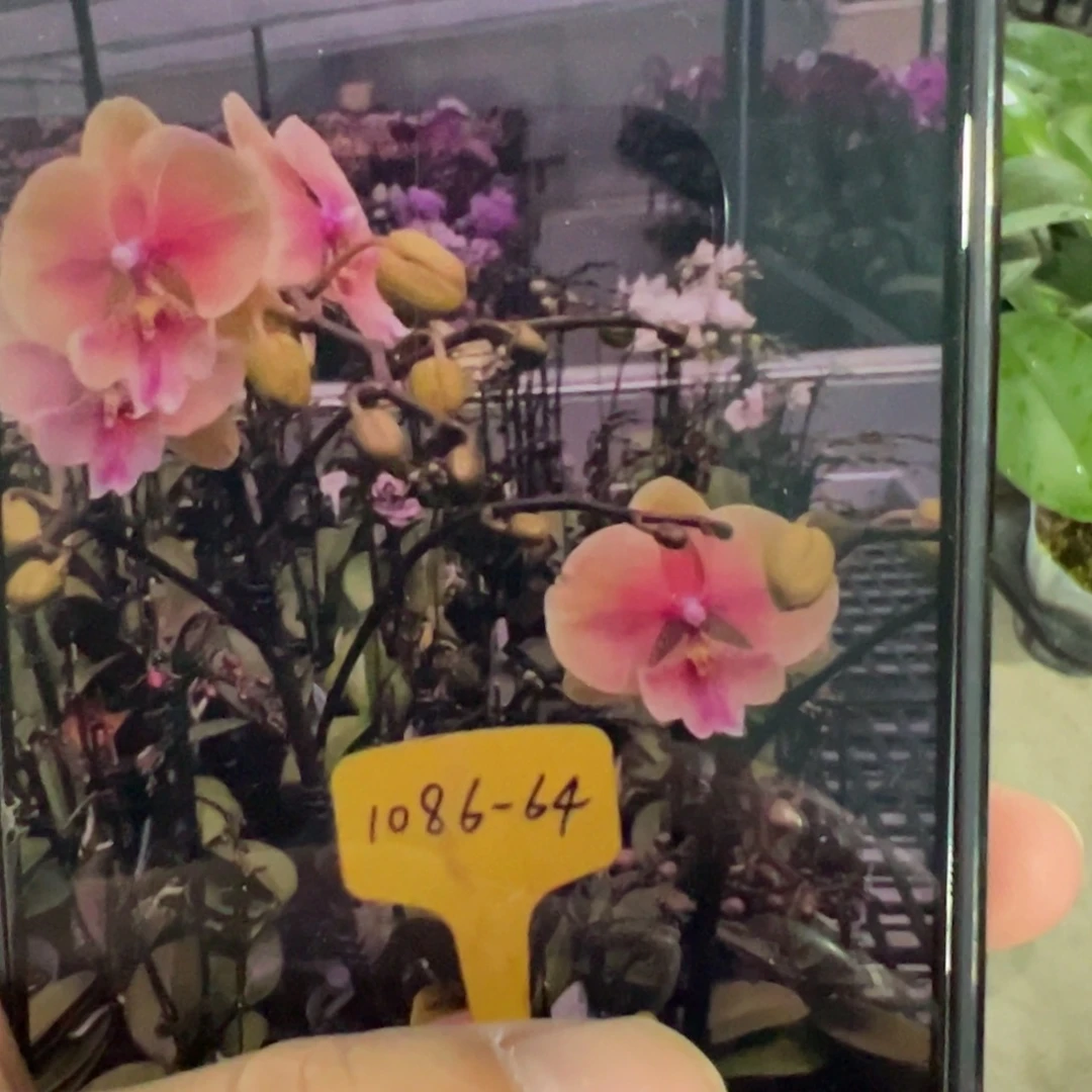 当前无花栽培后可以开花泡泡糖新苗，凑单