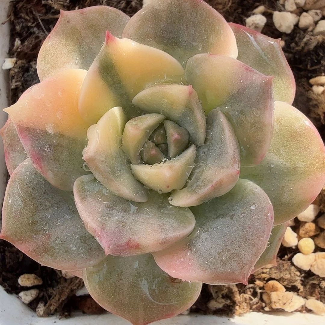 白牡丹锦，多肉植物