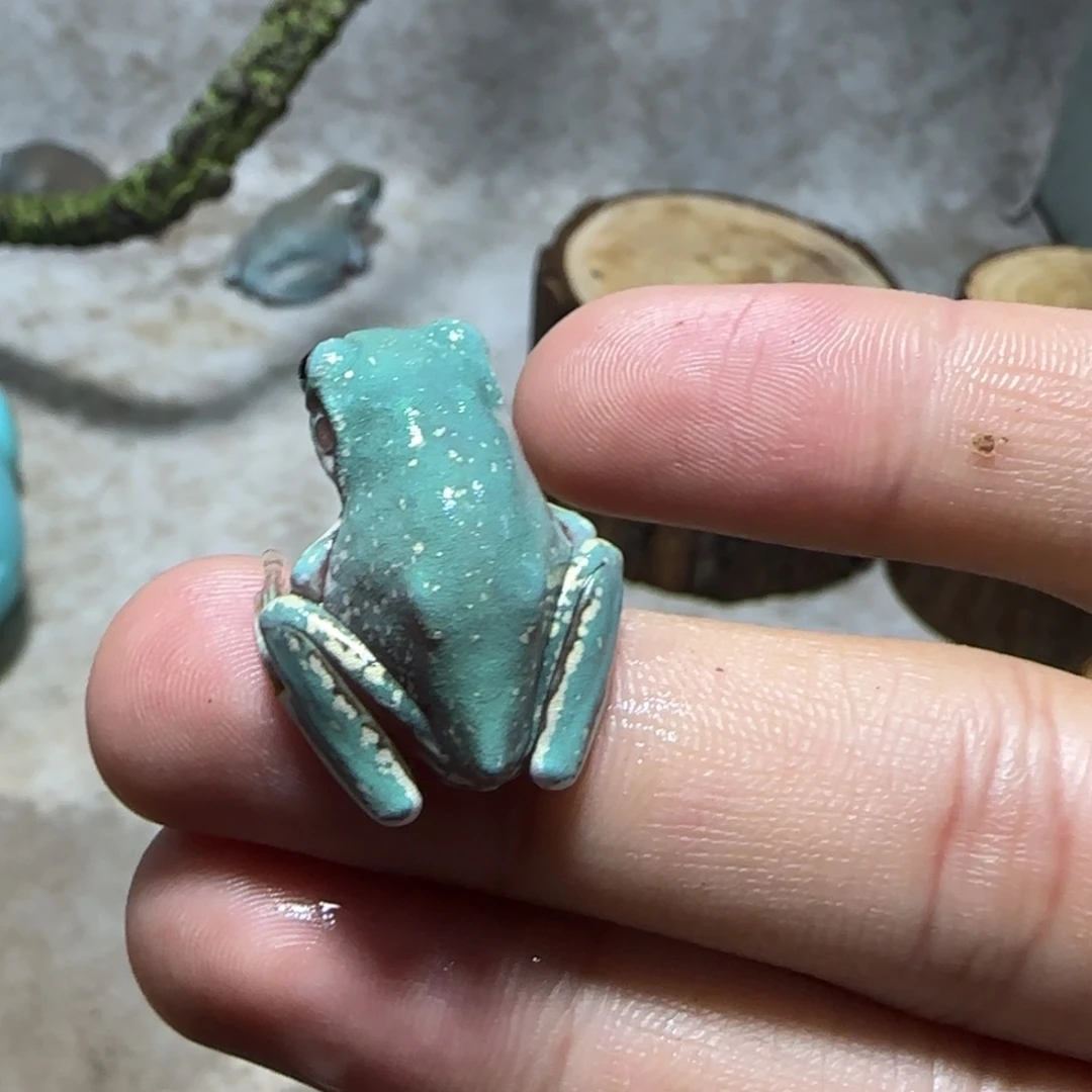 老爷树蛙11 小微雪