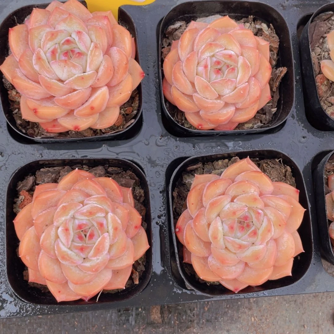 331号小甜心单头一个