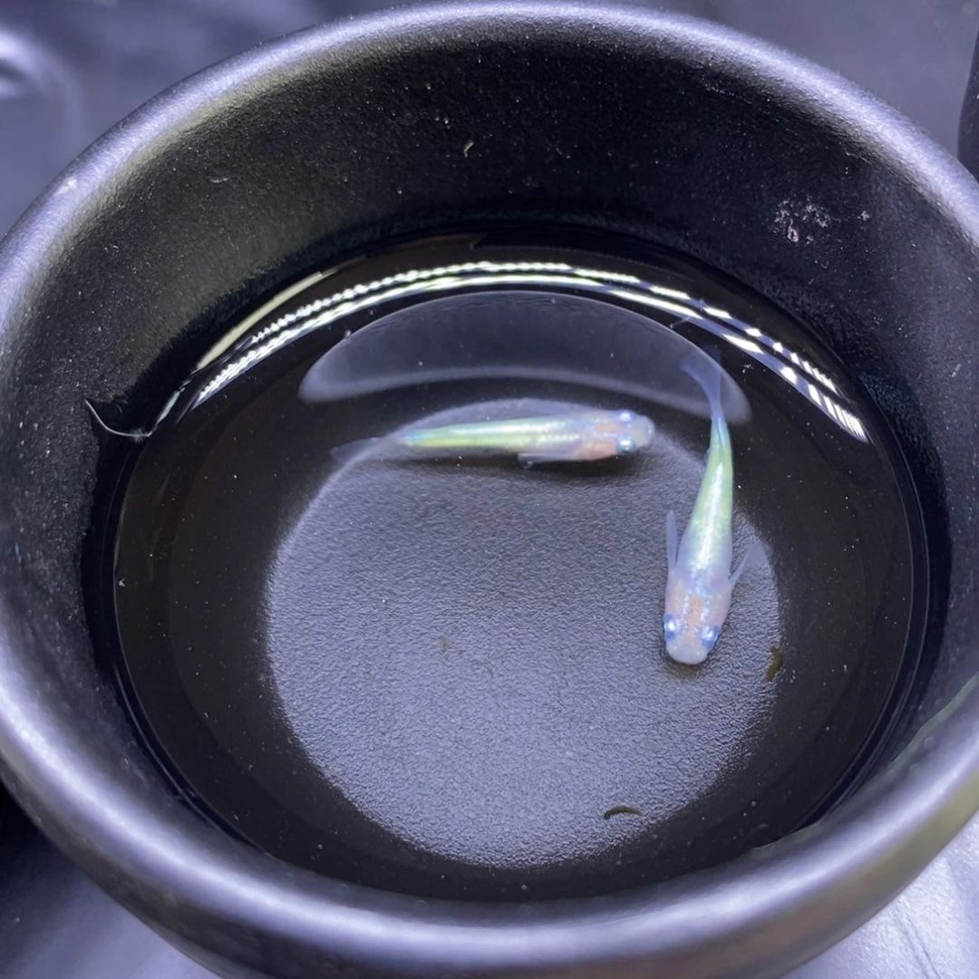青鳉鱼萤火虫之墓36号