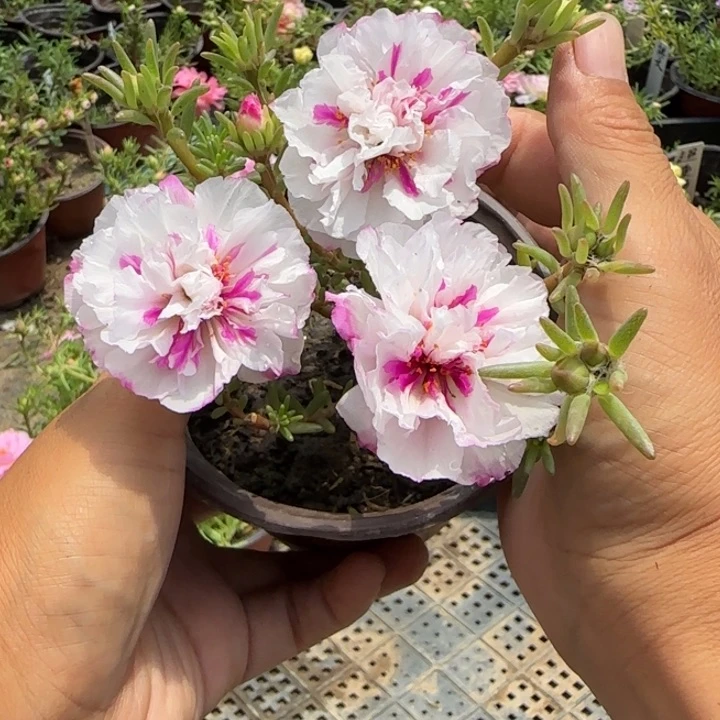 无花朵量拍冰心超小苗盆口10cm