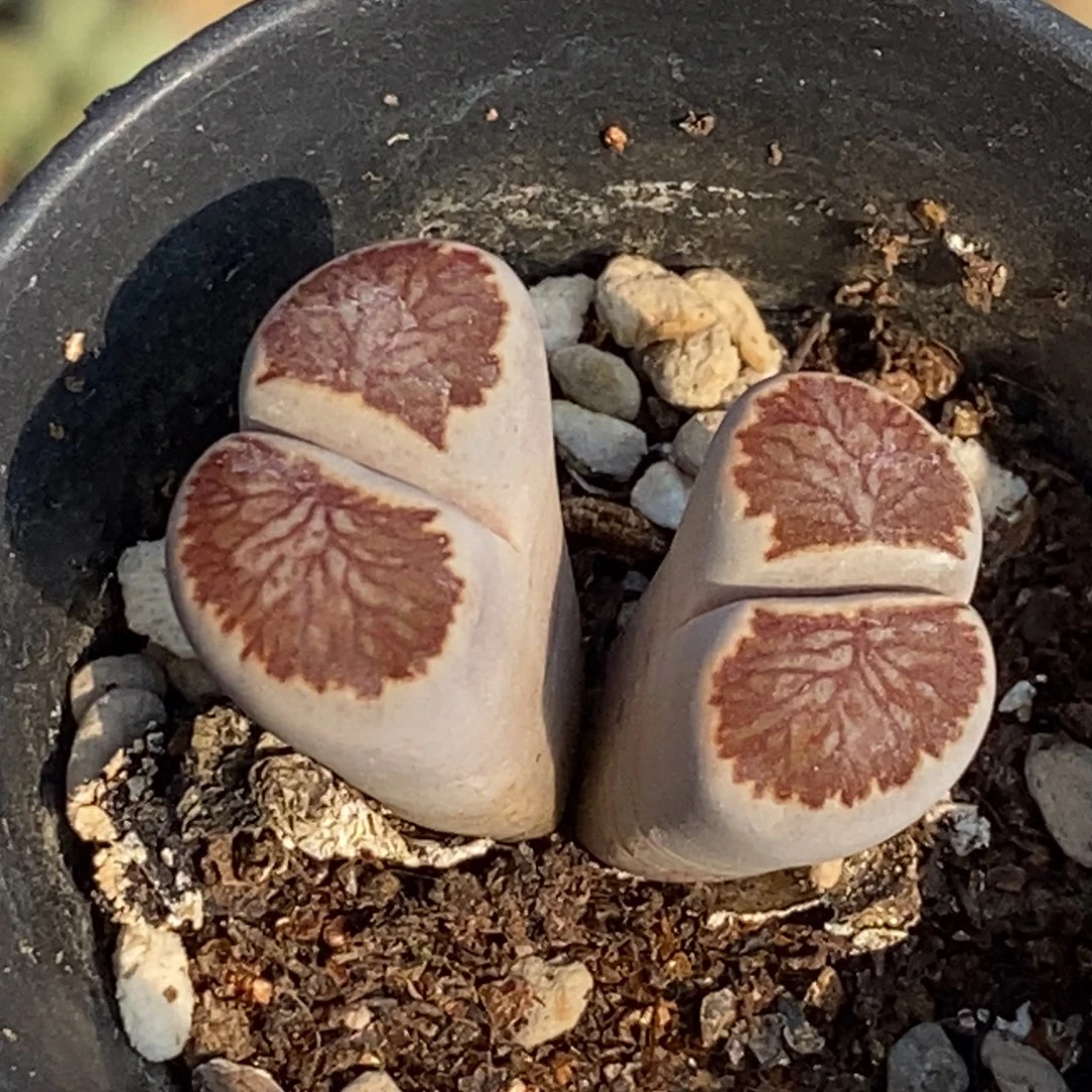 5536 双头菊纹章带盆土
