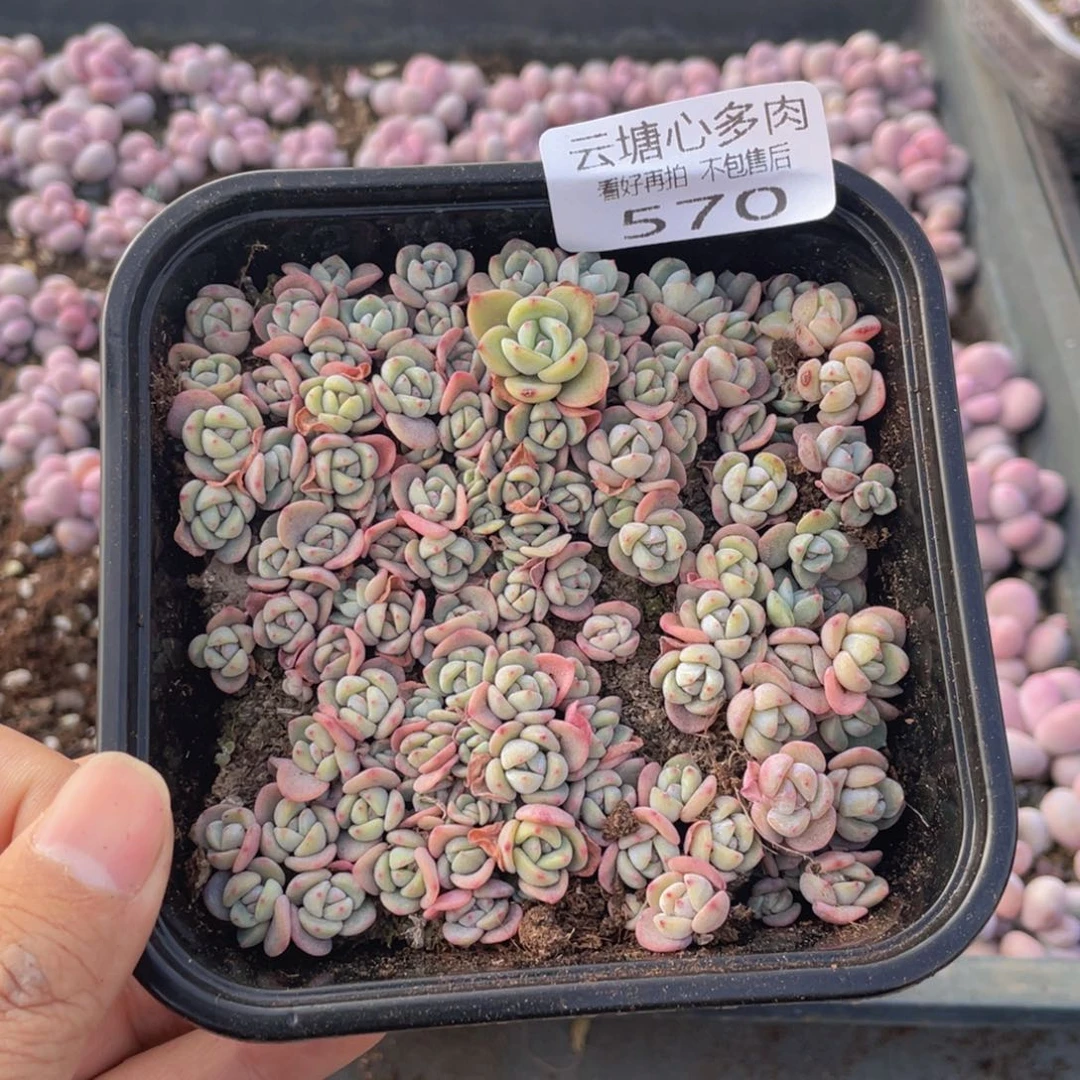 云糖心多肉植物570
