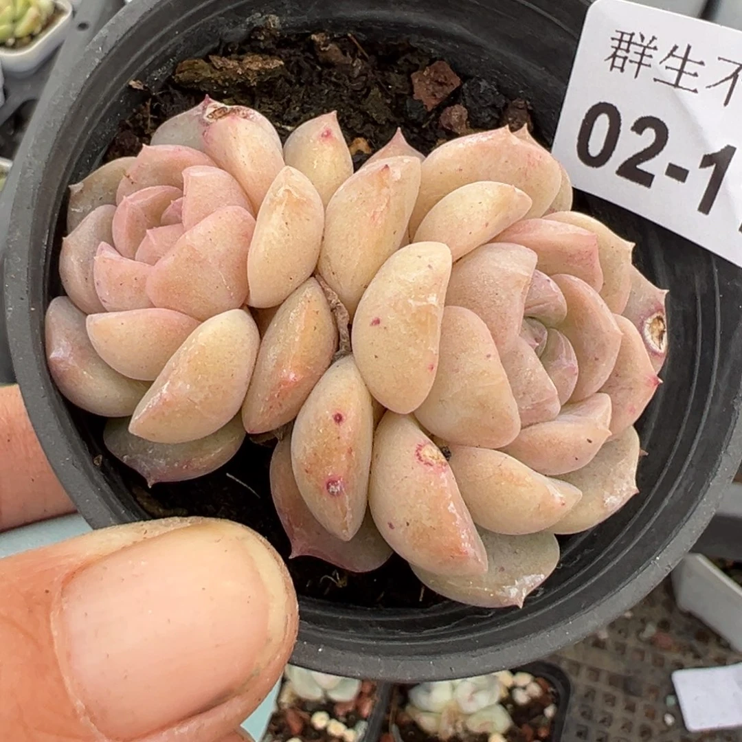 小卡拉米糖心一物一拍2-118