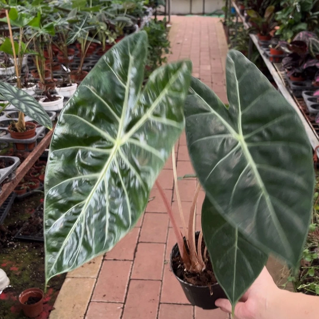 完全开放535内罗毕