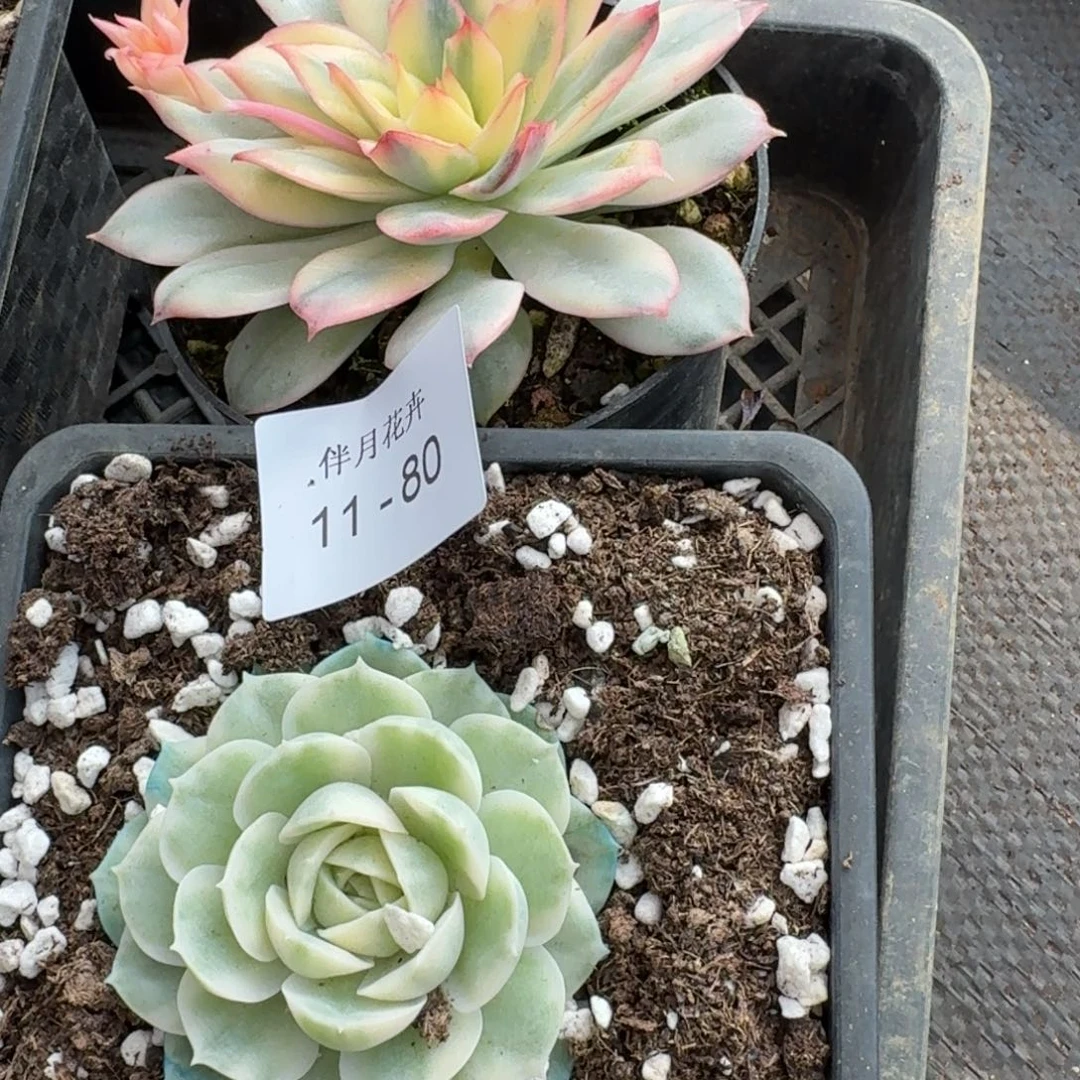 昂斯诺锦+月光女神锦断叶不售后11-80