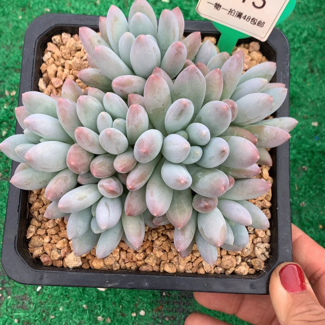 胖体所罗门开播福利