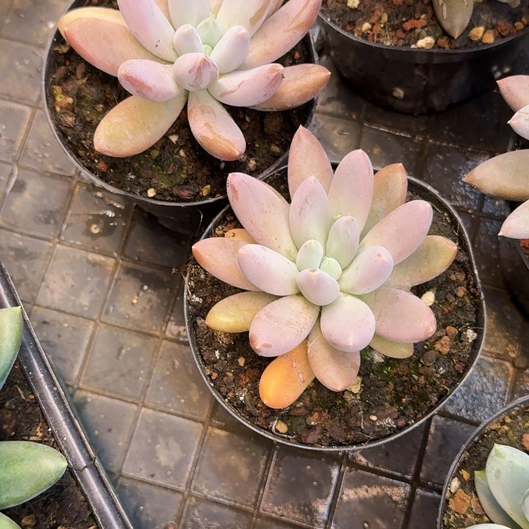 不***怪哥特萝莉单头嘤嘤