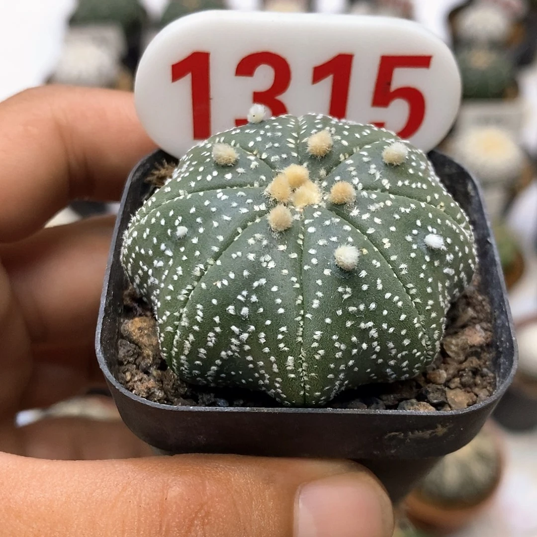 1315福利特价咯海星