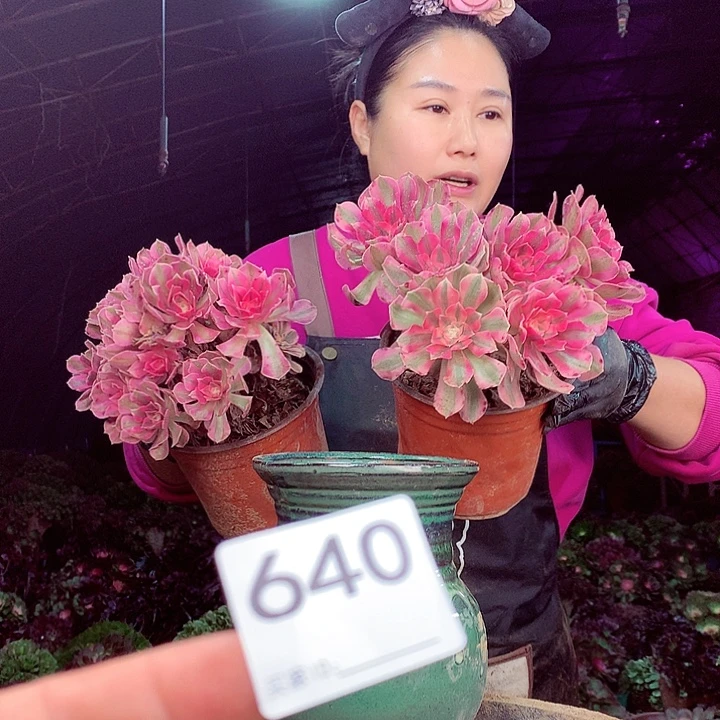 柒柒精品多肉脱土发货不包断侧枝不包售后640