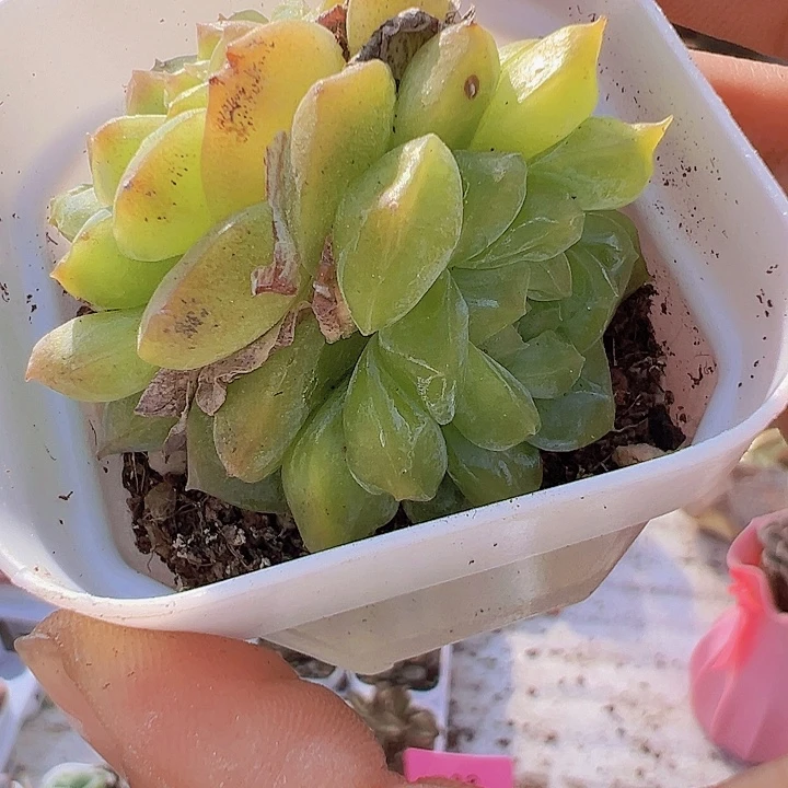 翡翠珍妮19包邮多肉植物