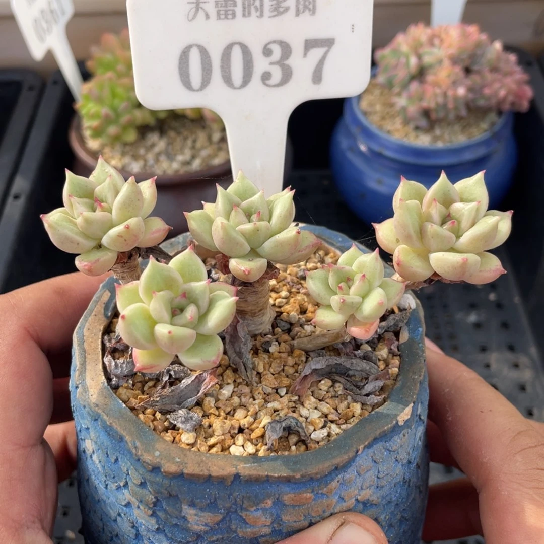 0037璀璨不带盆10厘米