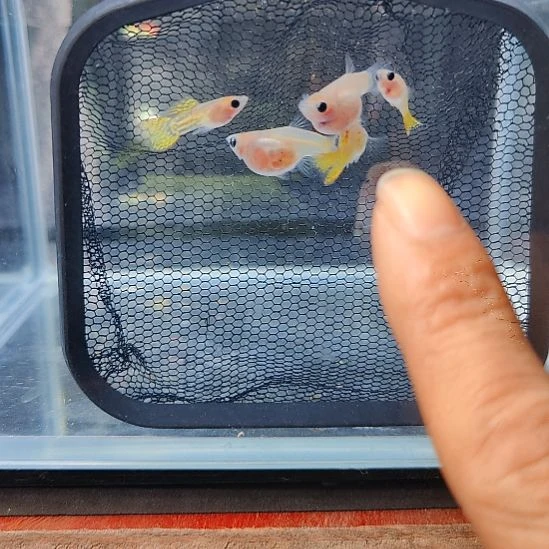 孔雀鱼糖果玻璃猫黄蕾丝孔雀鱼