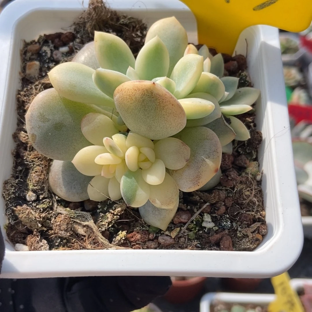 643梦露锦多肉植物