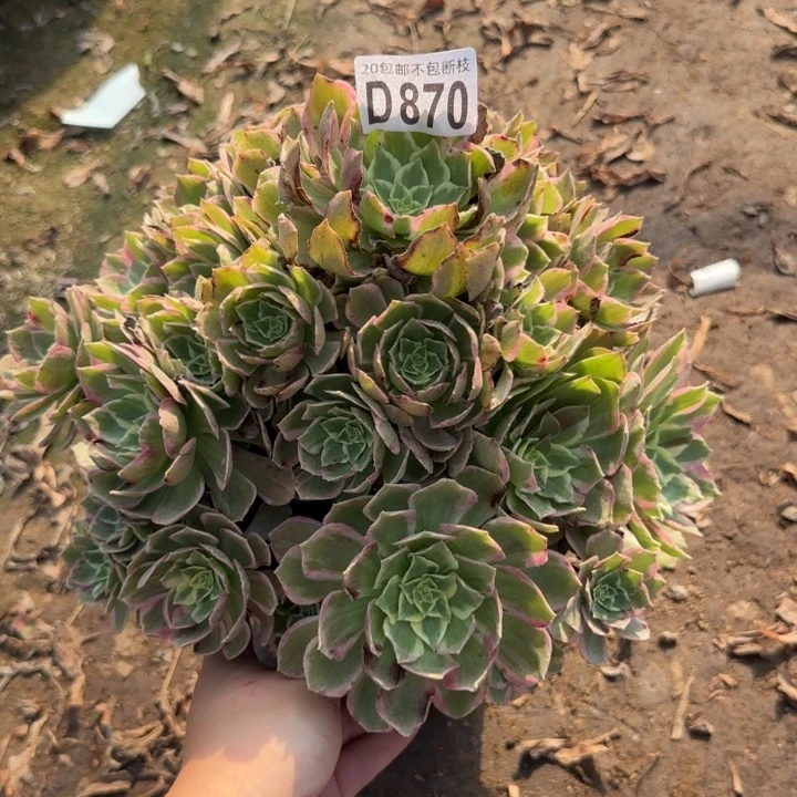 水蜜桃……多肉植物……