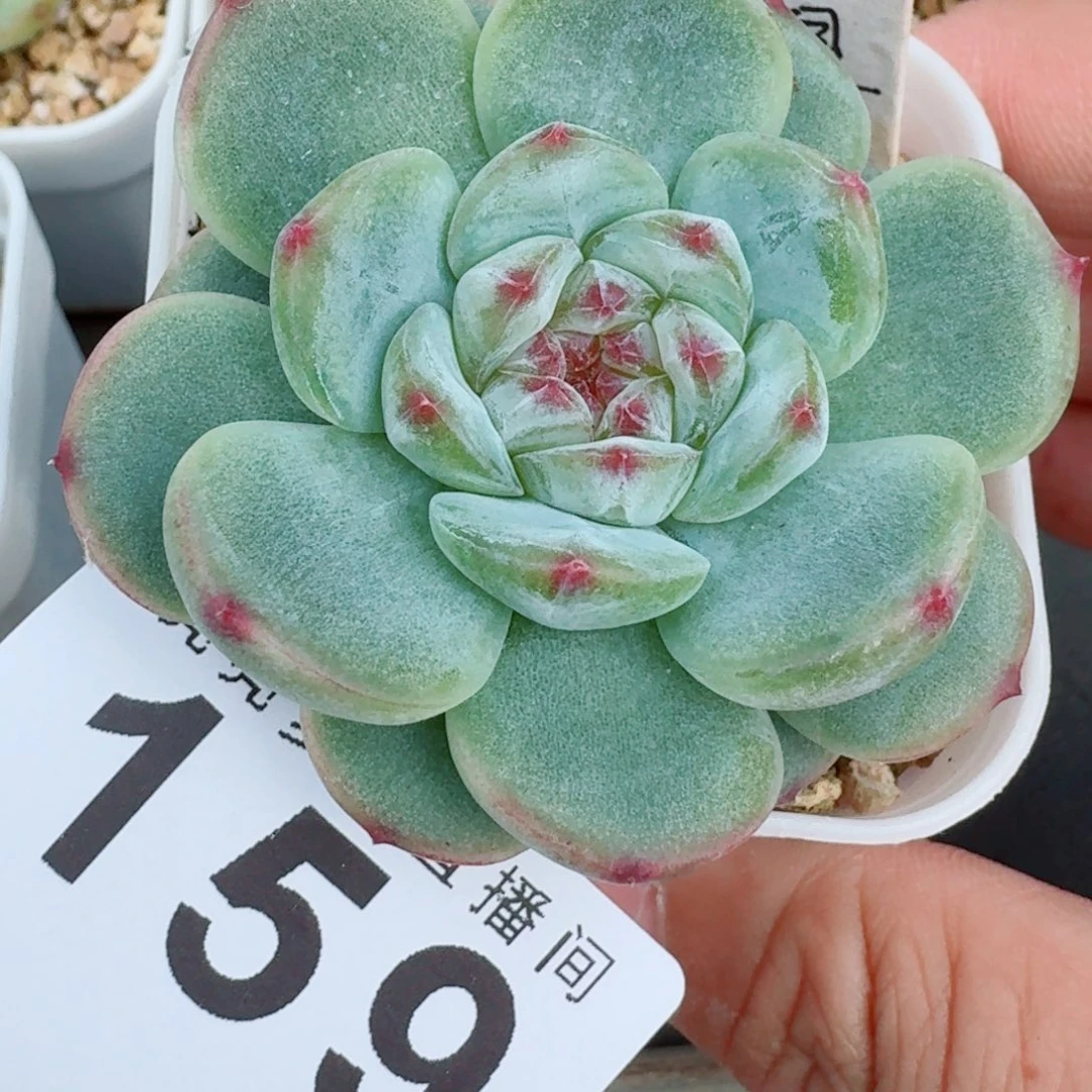 小福星            精美多肉植物