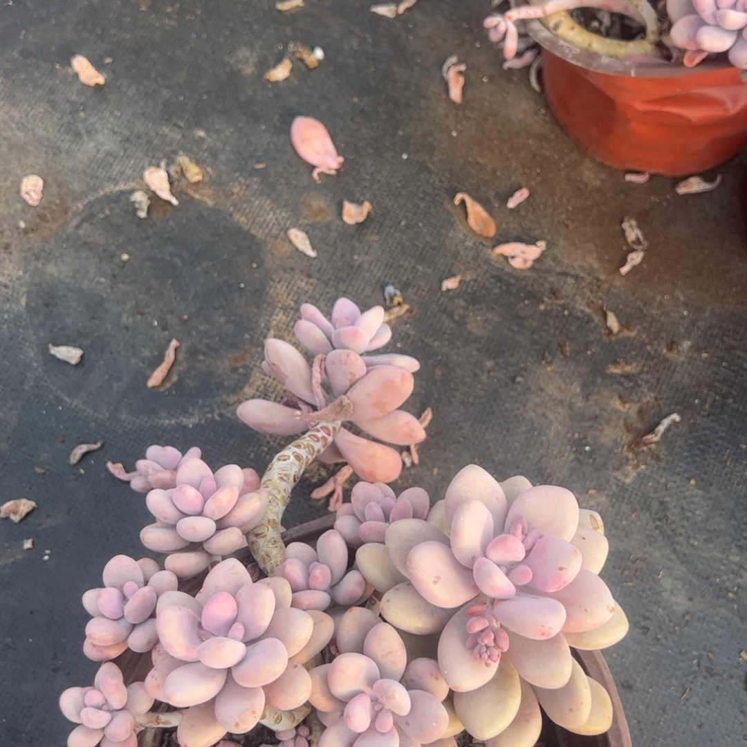 桃蛋大盆整桩无砍
