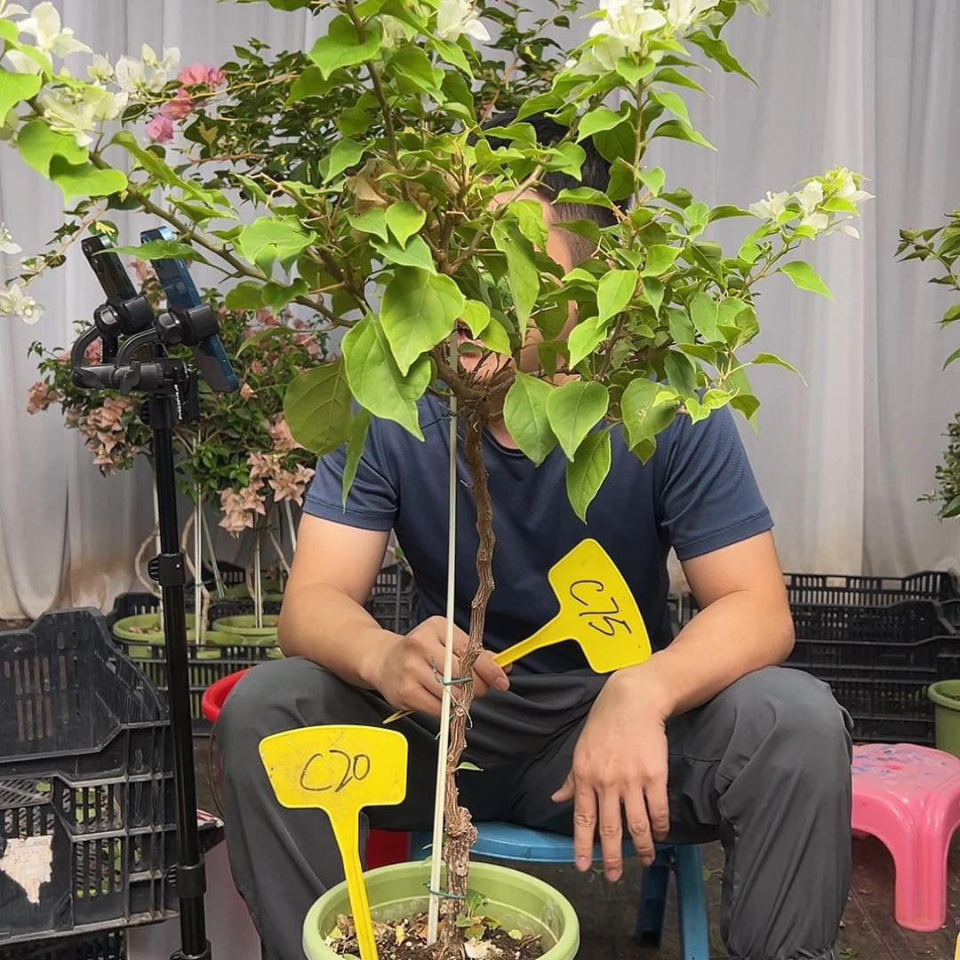 自***信当前无花栽培后可以开花C20白狐狸