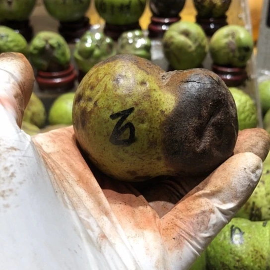 吊坠桃核核桃核桃