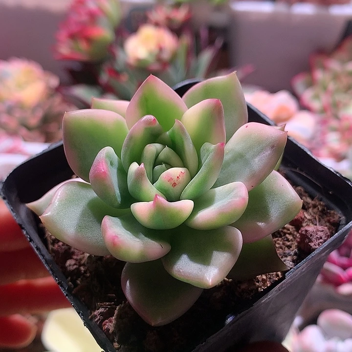 不知名东云锦锦锦