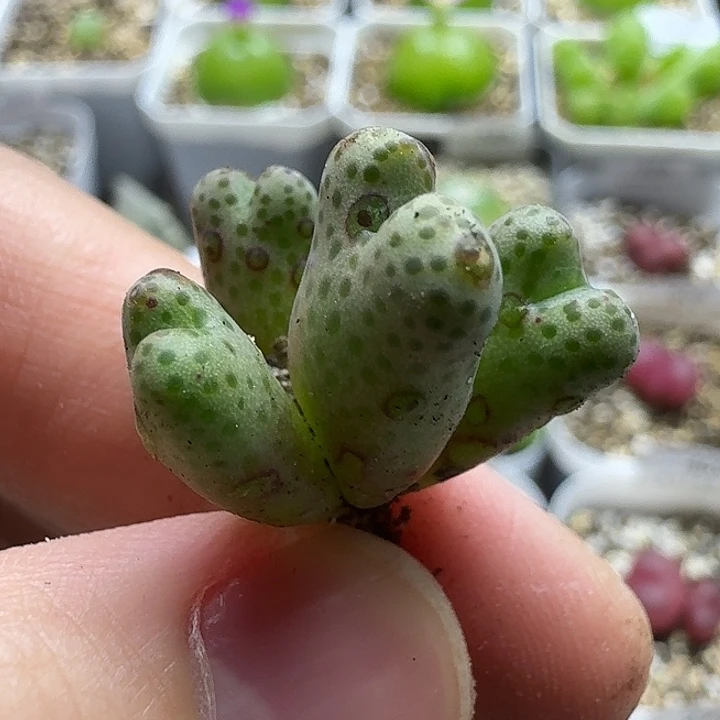 老马生石花95d斑马451
