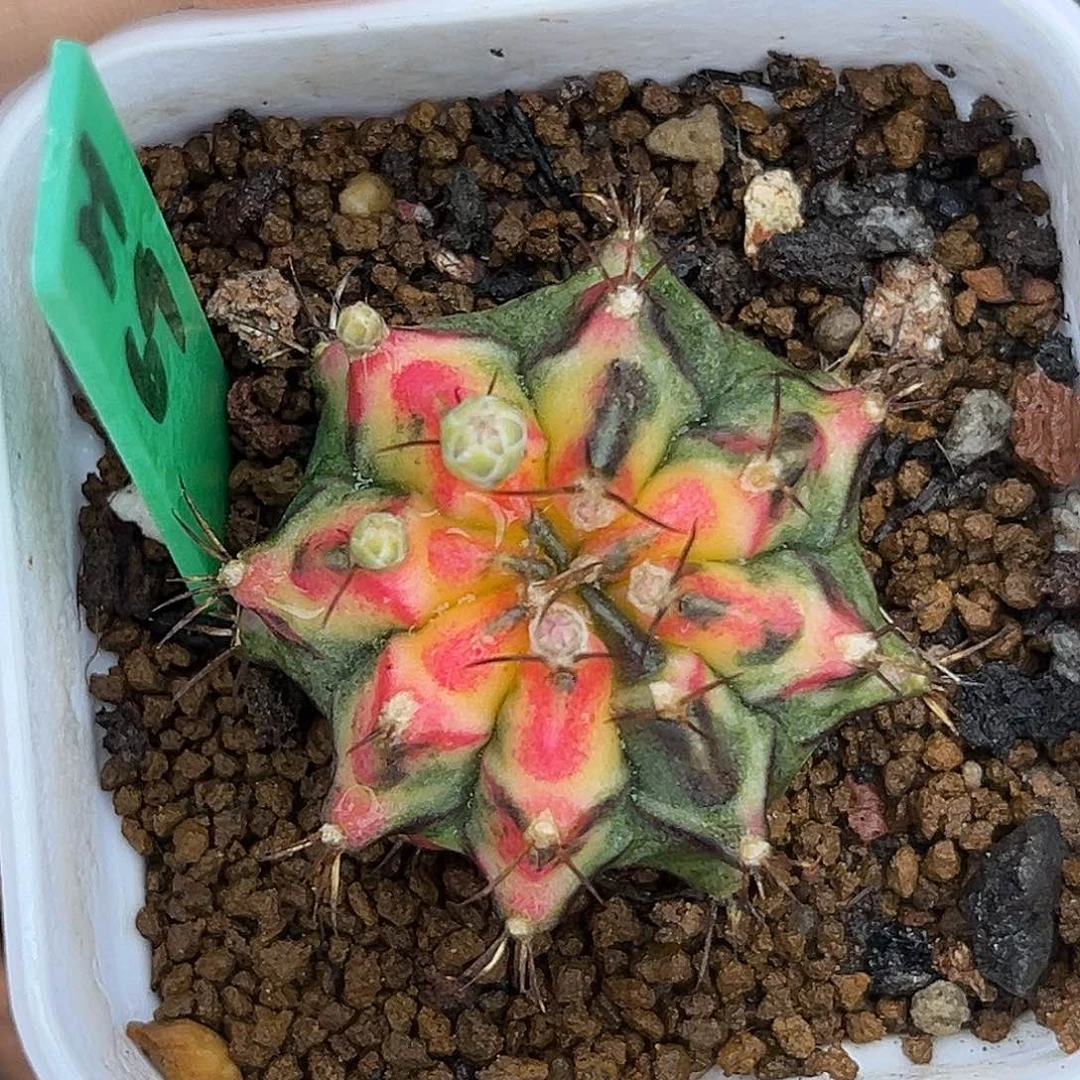 H69 花蝴蝶 测牙 带盆土