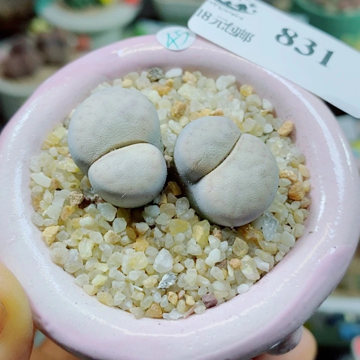 生石花花花花花花花花831