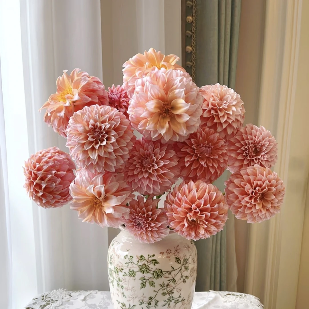 奶油桃子凯尔盖安大丽花鲜切花鲜花云南昆明基地直发石英水培插花