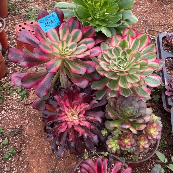 组合4041多肉植物法师